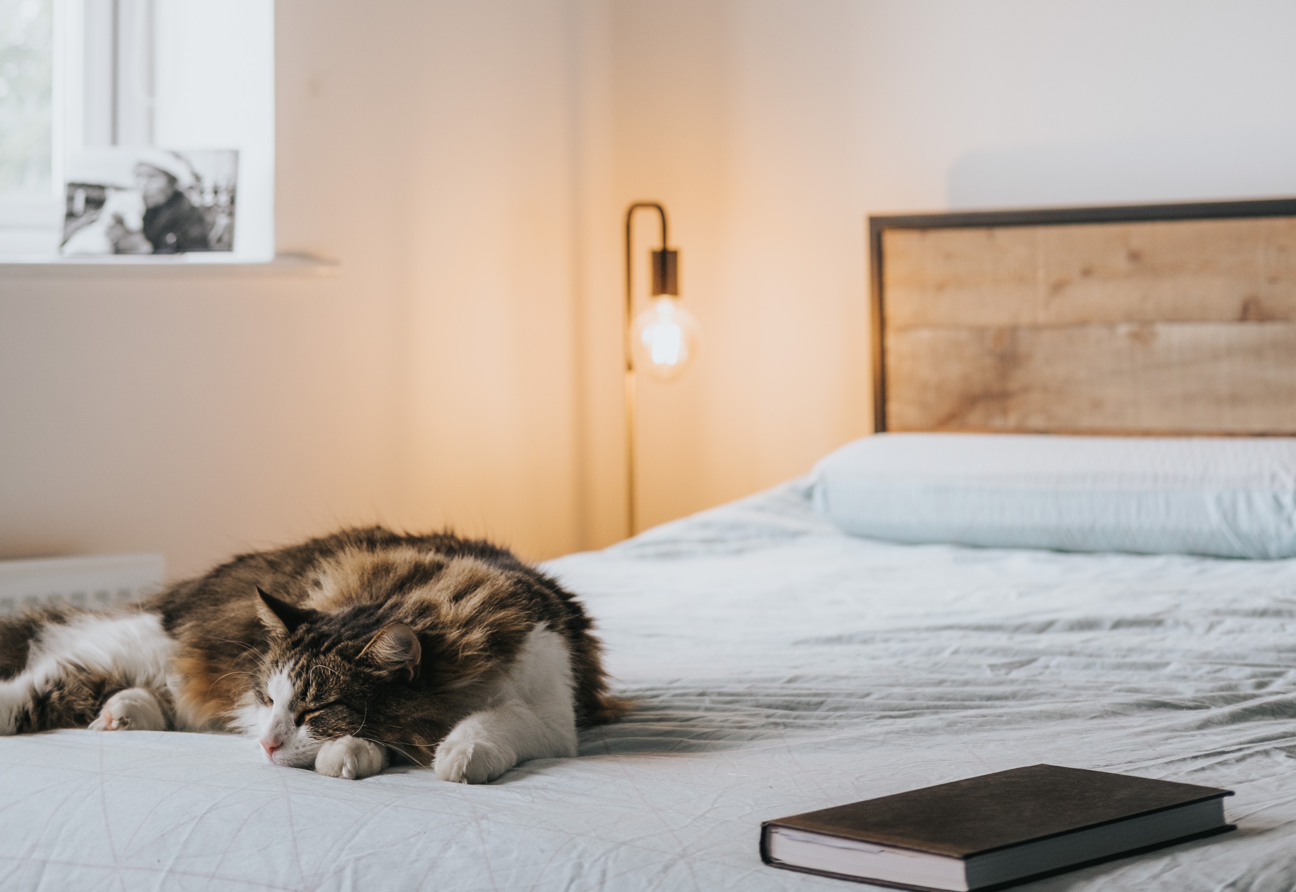 Kat slaapt op bed naast boek en het nachtlampje brandt