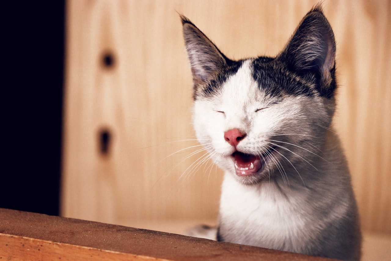 lachende kat met dichtgeknepen oogjes