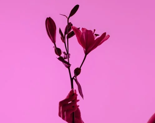 Vrouw houd bloem vast tegen roze achtergrond