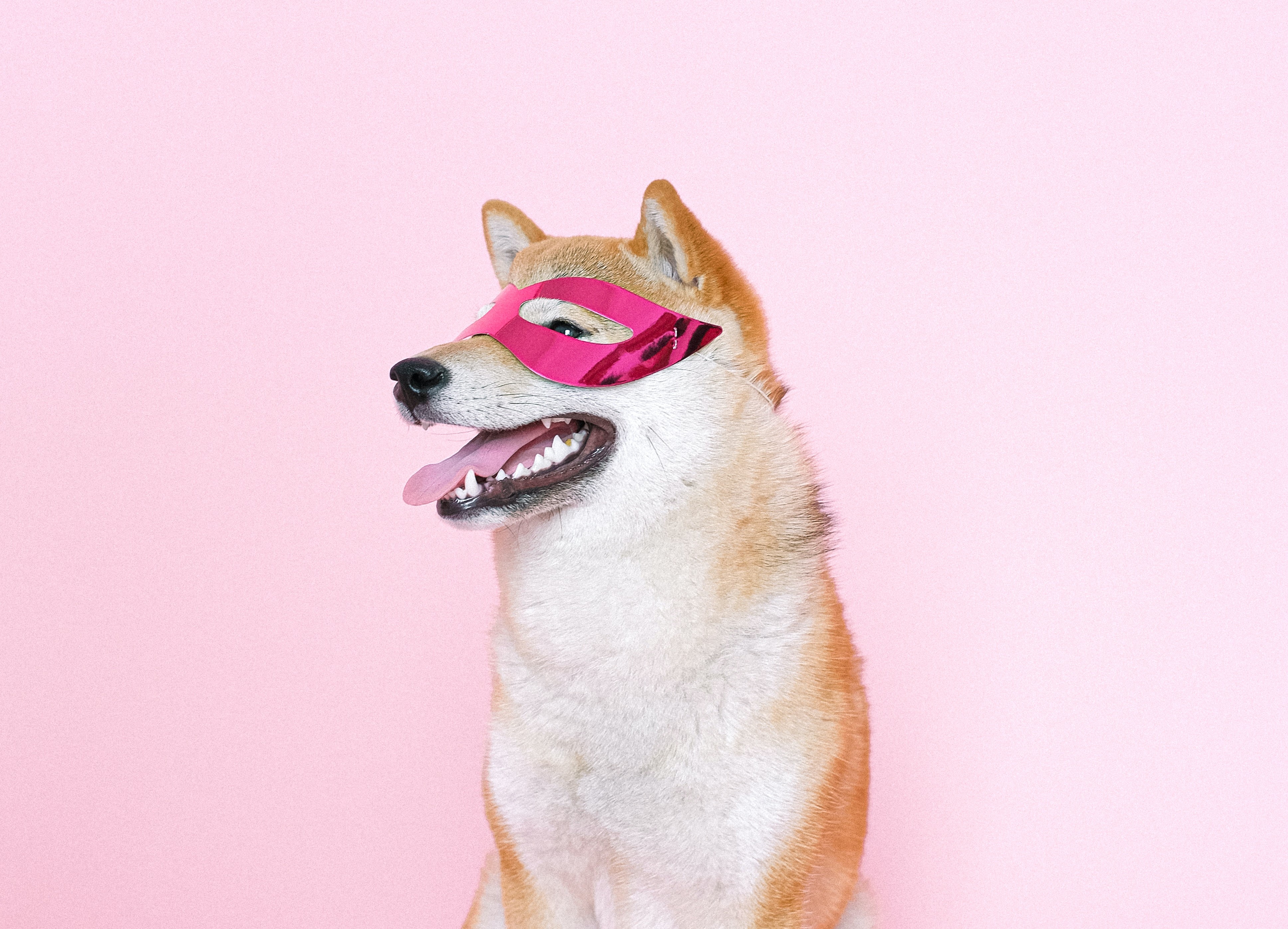 Shiba Inu hond draagt roze masker