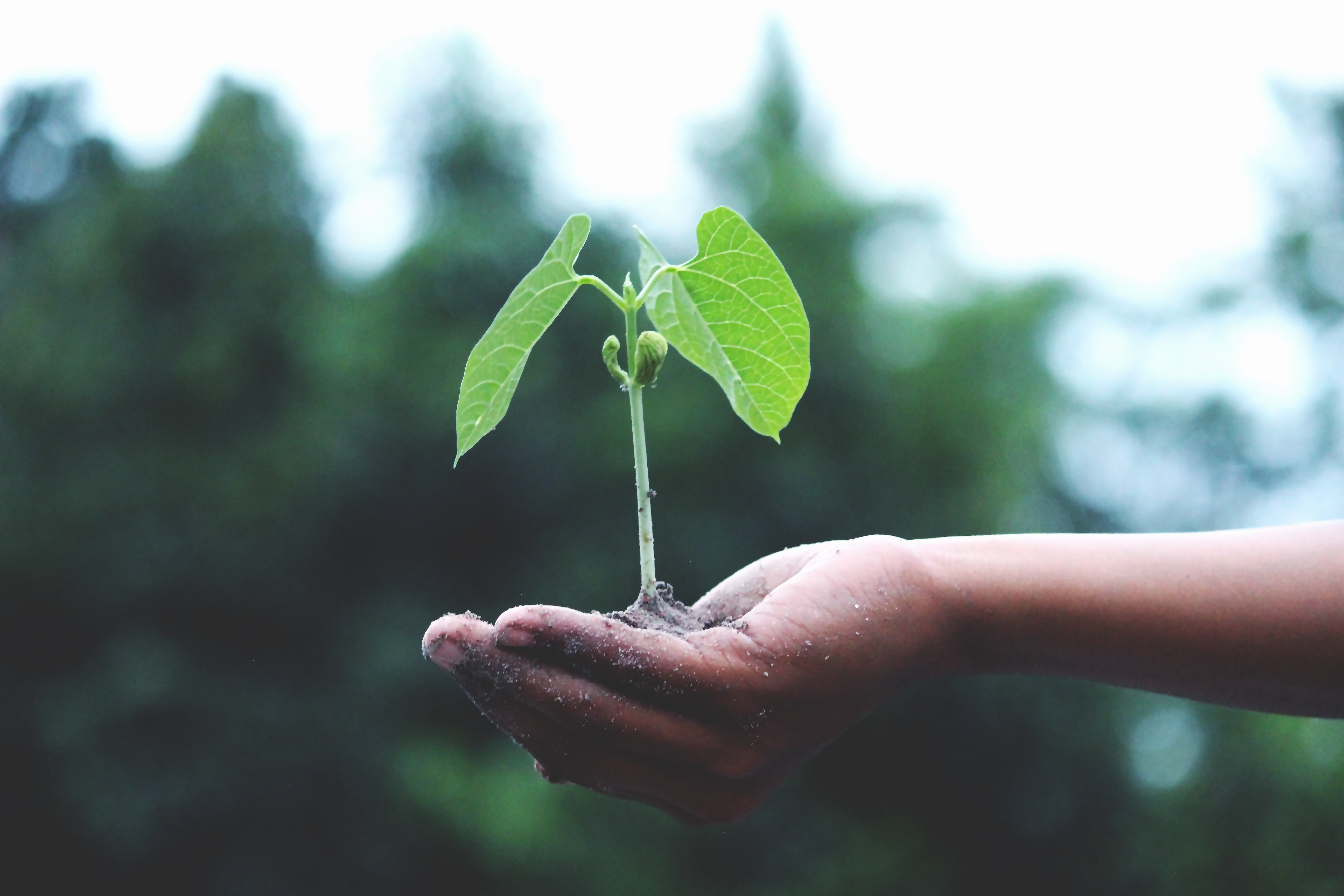 Hand houdt hoopje aarde met kiemend plantje vast