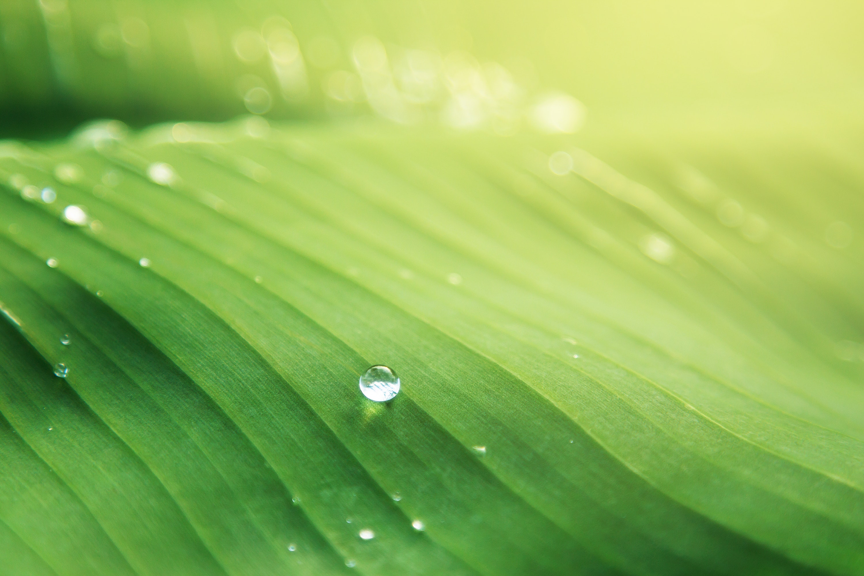 Close-up van waterdruppel op groen blad