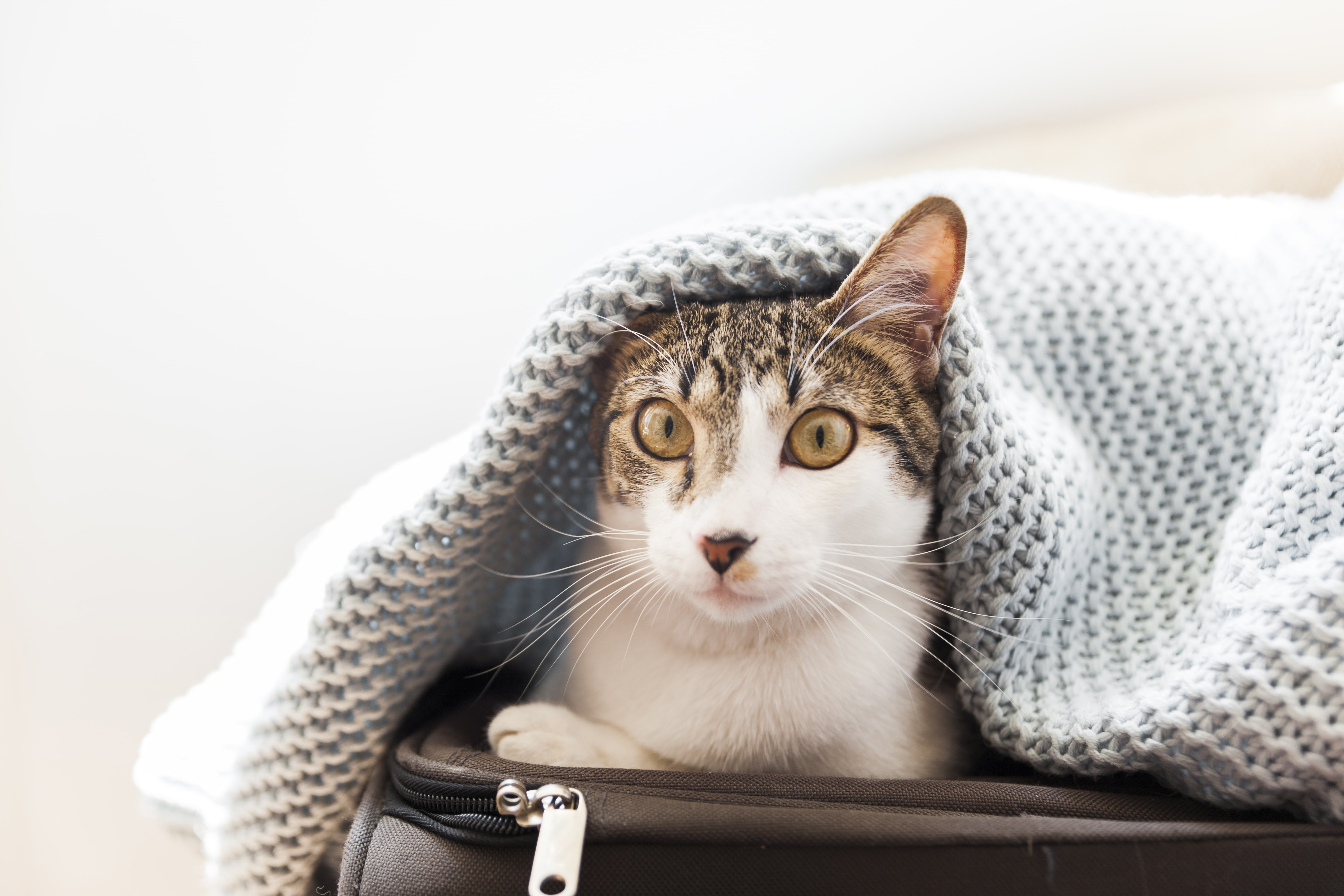Kat zit onder deken, kijkt angstig